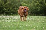 DOGUE DE BORDEAUX 262